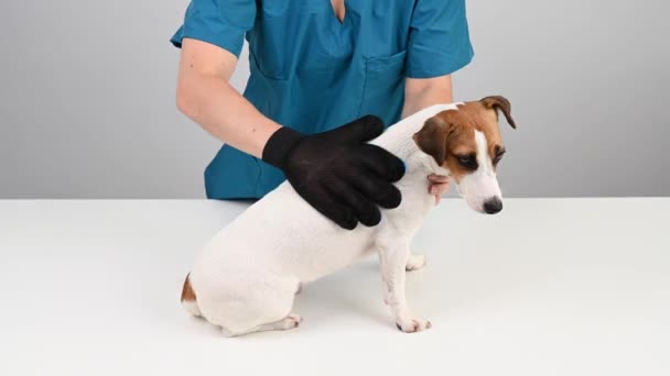 Ветеринар Расчесывает Собаку Джека Рассела Специальной Перчатке — стоковое видео