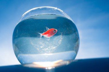 Mavi gökyüzüne karşı yuvarlak bir akvaryumda yüzen bir Japon balığı.