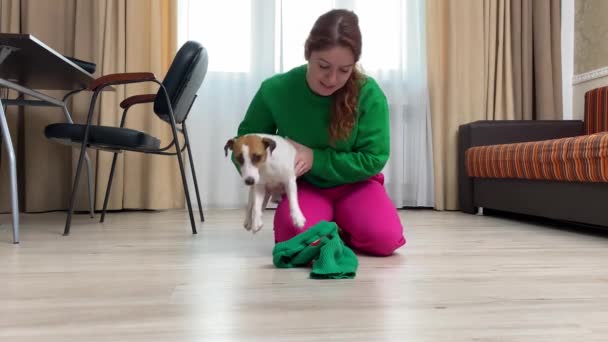 Fehér Tesz Egy Zöld Kötött Kabát Egy Jack Russell Terrier — Stock videók