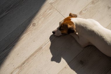 Köpek Jack Russell Terrier parke zemininde uyuyor.