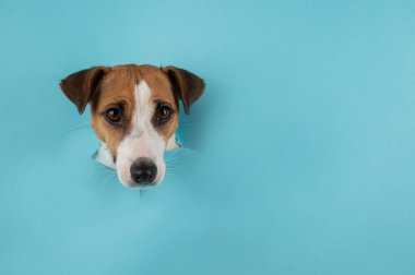 Funny dog muzzle jack russell terrier sticks out of a hole in a blue cardboard background