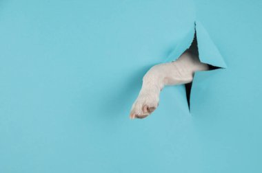 Köpek pençesi, kağıt mavisi arka planda bir delikten sarkıyor. Boşluğu kopyala