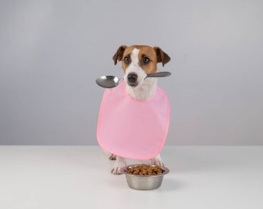 Jack Russell Terrier köpeği pembe önlüklü ağzında kaşık tutuyor.