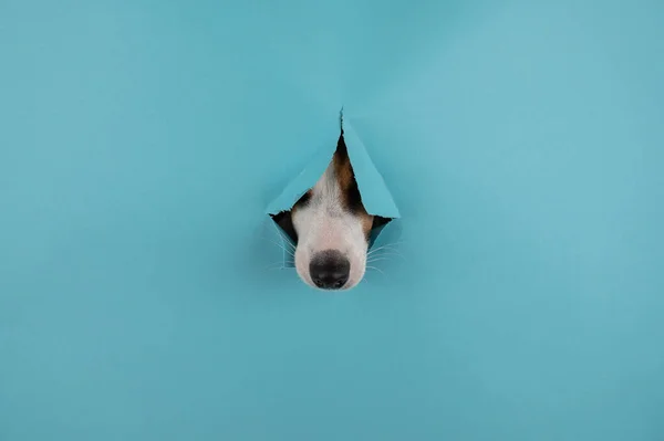 Dog nose from a hole in paper blue background. Copy space