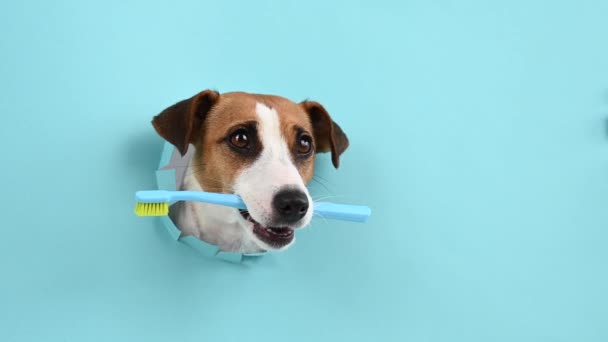 Kaganiec Jack Russell Terrier Wystaje Przez Dziurę Papierowym Niebieskim Tle — Wideo stockowe