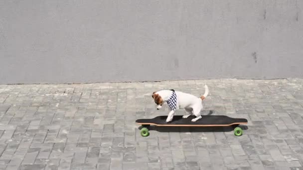 Jack Russell Terrier Perro Montando Longboard — Vídeos de Stock