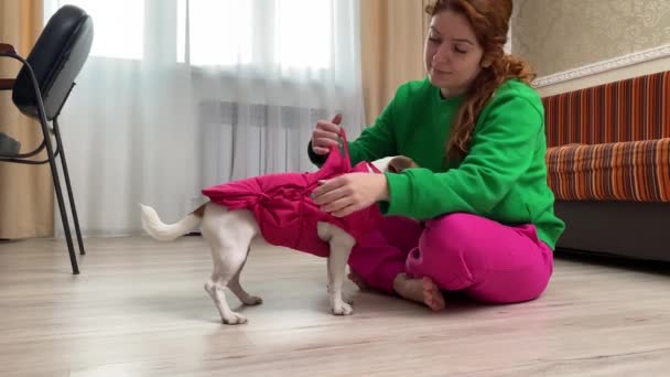 Белая Женщина Снимает Розовый Жилет Собаки Джека Рассела Терьера После — стоковое видео