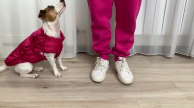 Jack Russell Terrier dog in a pink vest walks through the apartment with the owner