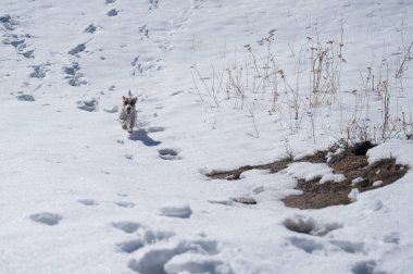 Jack Russell Terrier köpeği kar yığınlarında koşuyor