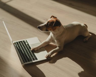 Jack Russell Terrier dog sitting at a laptop on a wooden floor