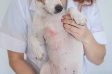 Veterinarian holding a jack russell terrier dog with dermatitis