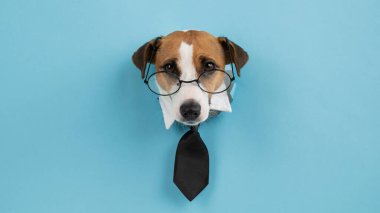 Gözlüklü köpek Jack Russell Terrier ve mavi arka plandaki delikten bir kravat sarkıyor.