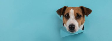 Komik köpek ağızlığı Jack Russell Terrier 'ı mavi karton arka planda bir delikten çıkarır. Geniş Ekran