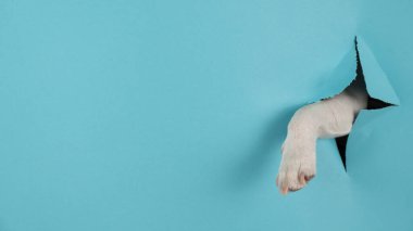 Köpek pençesi, kağıt mavisi arka planda bir delikten sarkıyor. Boşluğu kopyala