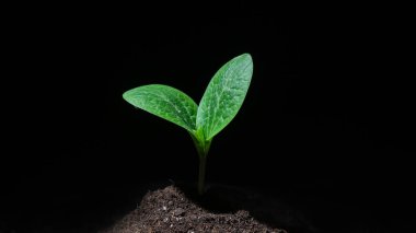 Siyah arkaplanda kabak filizi yakın plan.