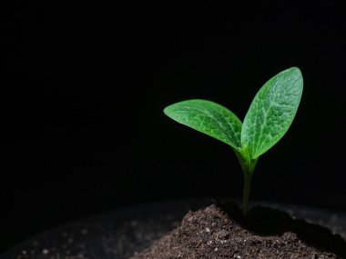 Siyah arkaplanda kabak filizi yakın plan.