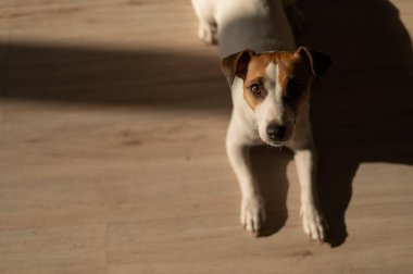 Top view of jack russell terrier dog on wooden floor