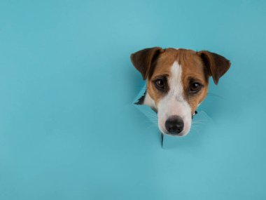Funny dog muzzle jack russell terrier sticks out of a hole in a blue cardboard background