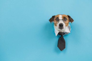 Gözlüklü köpek Jack Russell Terrier ve mavi arka plandaki delikten bir kravat sarkıyor.