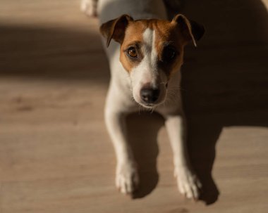 Top view of jack russell terrier dog on wooden floor