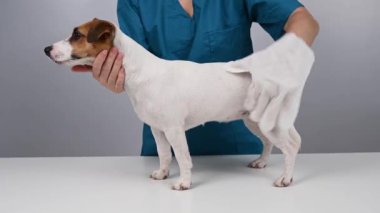 Veteriner Jack Russell Terrier köpeğini tek kullanımlık ıslak eldivenle yıkıyor. Evcil hayvan hidrosol temizlik eldivenleri