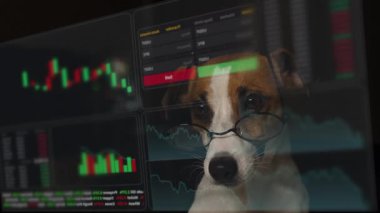 A dog with glasses is looking at the HUD menu. Jack Russell Terrier dog is studying stock charts. brokerage terminal