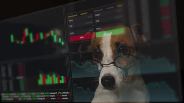 Pies Okularach Patrzy Menu Hud Jack Russell Terrier Bada Wykresy — Wideo stockowe