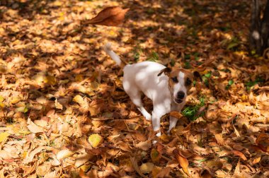 Jack Russell Terrier dog playing in a pile of yellow fallen leaves