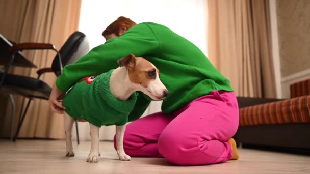白人女性が散歩の後に犬ジャック ラッセル テリアから緑色のニットセーターを脱ぎます — ストック動画