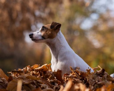 Jack Russell Terrier 'ın sarı yapraklı köpeği.