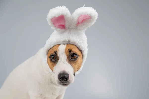Jack Russell Terrier dog in bunny ears on a white background. Copy space