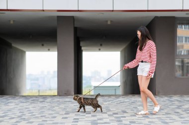 Gri çizgili bir kedi dışarıda yürürken sahibini tasmasından çeker.