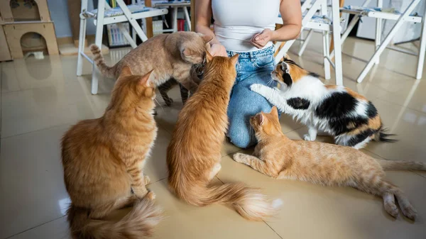 Caucasian woman with cats in a cat cafe