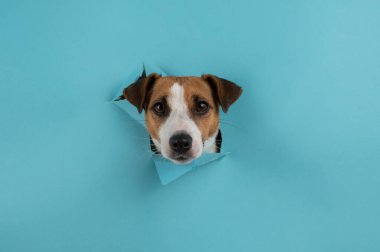 Funny dog muzzle jack russell terrier sticks out of a hole in a blue cardboard background