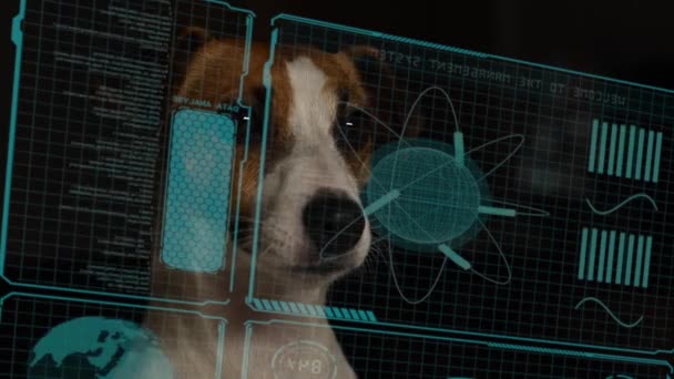 Dog Jack Russell Terrier Eyeglasses Looks Hud Menu — стоковое видео
