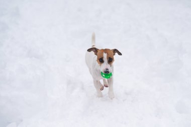 Jack Russell Terrier köpeği karda top oynuyor.