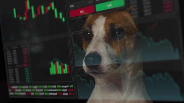 Dog Looks Carefully Hud Menu Jack Russell Terrier Dog Studying — Vídeo de stock