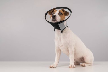Ameliyattan sonra plastik külahta Jack Russell Terrier köpeği