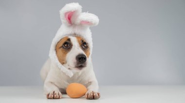 Tavşan kulaklı Jack Russell Terrier köpeği yumurtayla yatar. Boşluğu kopyala