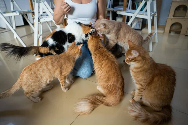 Caucasian woman with cats in a cat cafe