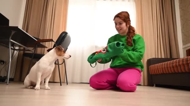 Mulher Caucasiana Coloca Casaco Malha Verde Cão Jack Russell Terrier — Vídeo de Stock