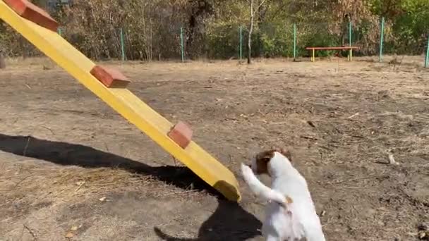 Собака Джек Рассел Терьер Преодолевает Препятствия Собачьей Площадке Осенью — стоковое видео