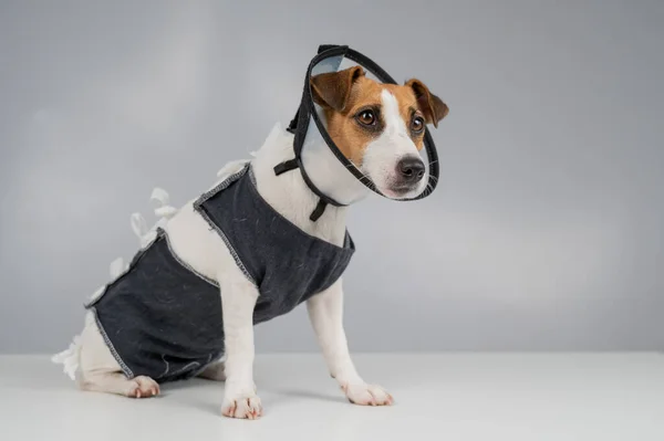Dog jack russell terrier in a blanket and a conical collar after surgery on a gray background. Copy space