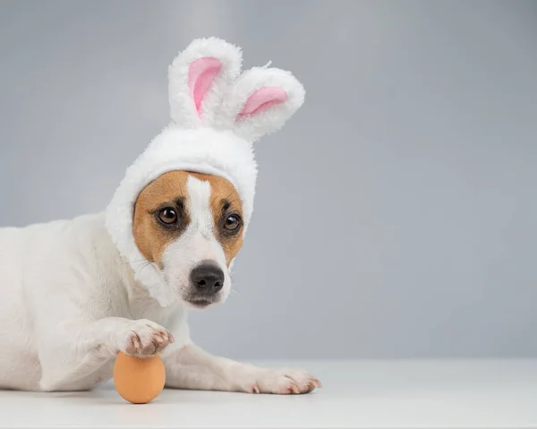 Jack Russell Terrier dog in bunny ears lies with an egg. Copy space