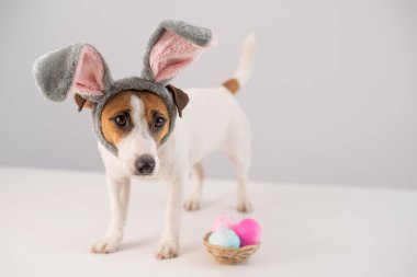 Beyaz arka planda boyalı yumurta sepeti olan tavşan kostümlü komik köpek Jack Russell Terrier. Katolik Paskalya sembolü.