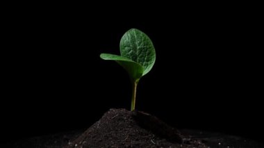 Siyah arkaplanda dönen kabak filizi yakın plan.