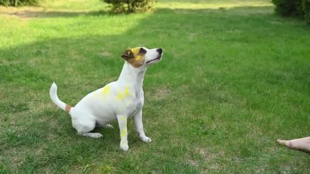 Dog Jack Russell Terrier Stained Holi Colors Jumps Green Lawn — Stock Video