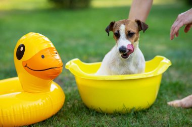 Sahibi köpeği yeşil çimenlikteki sarı bir havuzda yıkıyor.