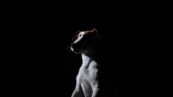 Jack Russell Terrier Koiran Muotokuva Pyörii Mustalla Taustalla — kuvapankkivideo
