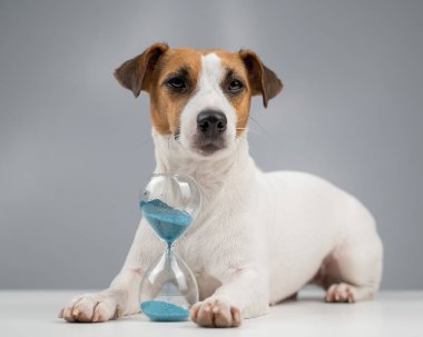 Jack Russell Terrier köpeği gri arka planda bir kum saatinin yanında yatıyor.